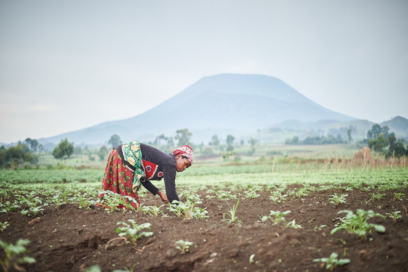 Fieldworker tending a crop beneath a mountain landscape